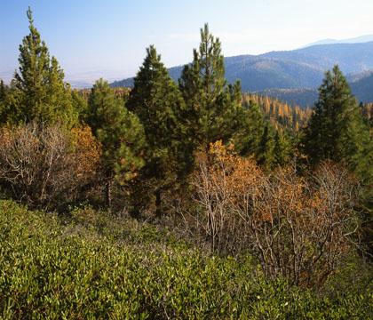 1960 Anthony fire area regeneration - 1993